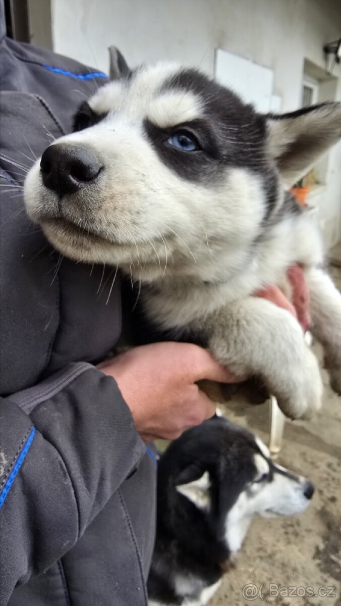 Štěňata Sibiřský husky - 7