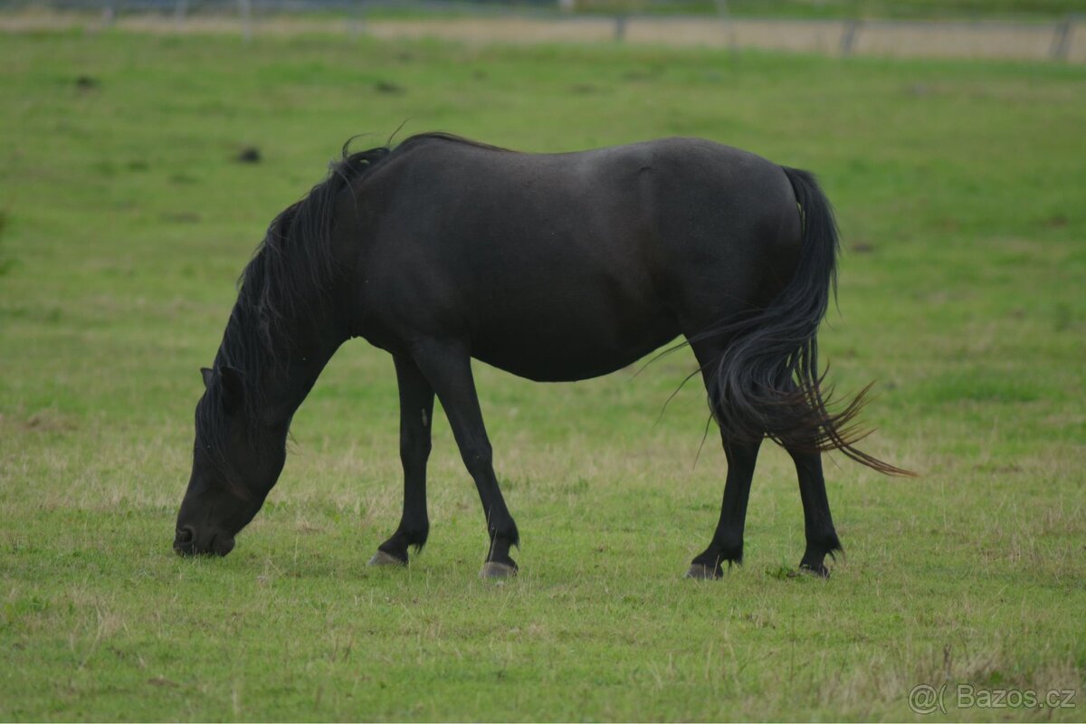 Docházka ke koním - 7