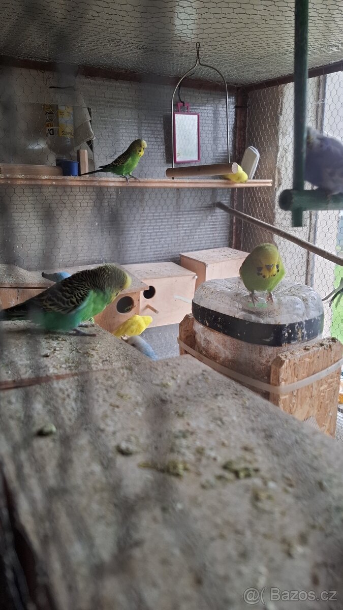 ANDULKY K ODBĚRU - 7