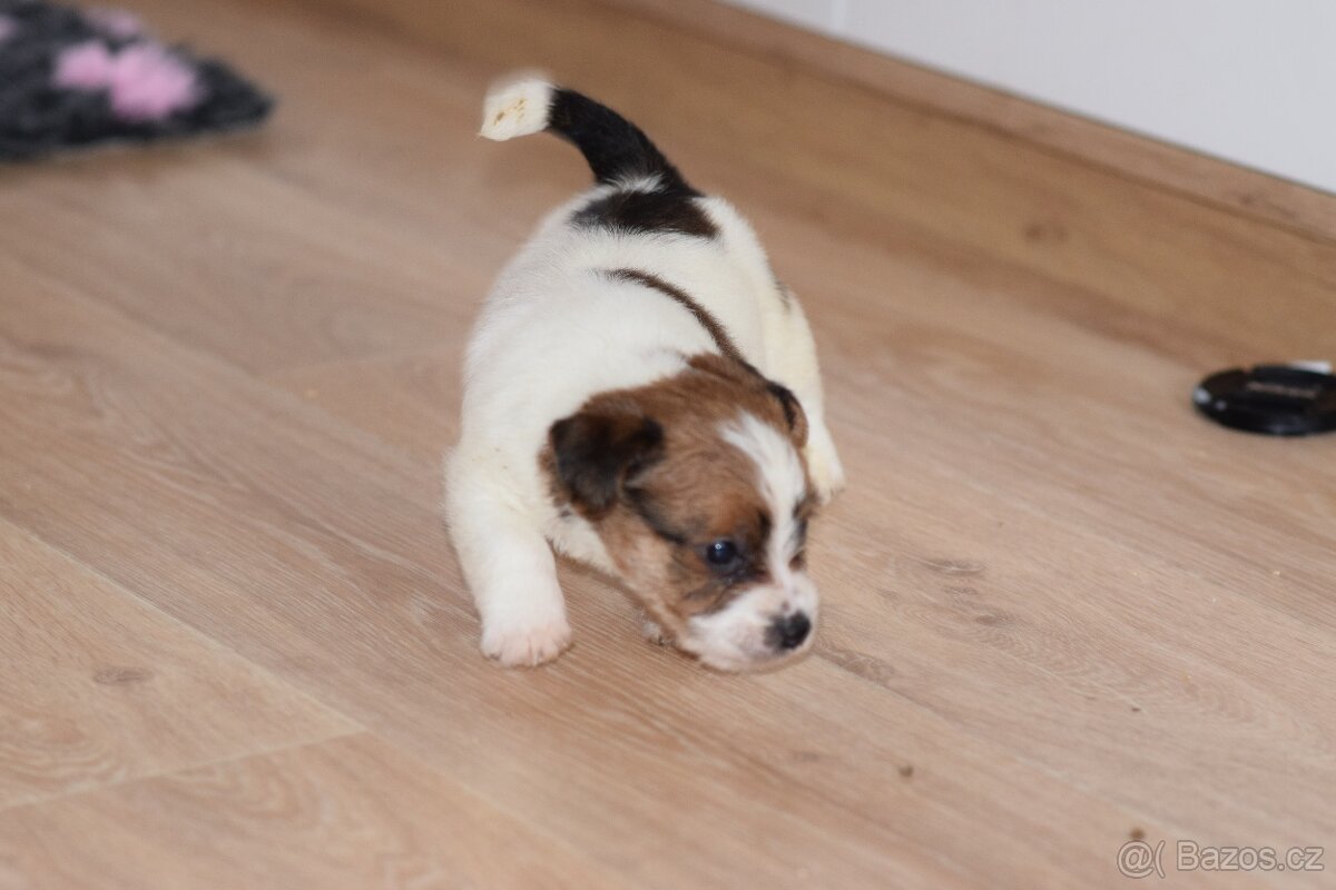 Jack Russel teriér s PP - Vitto - 7