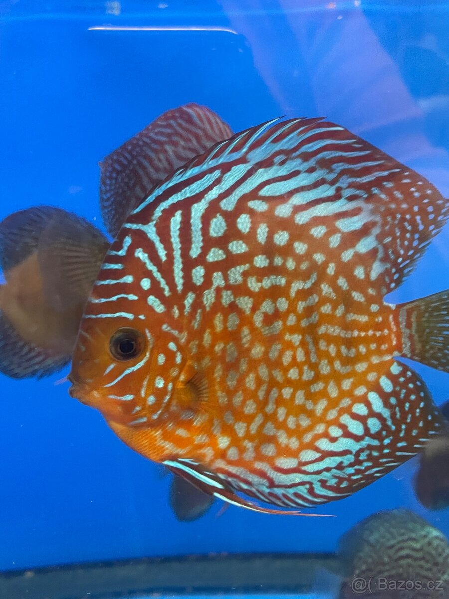 Terčovec- diskus - 7