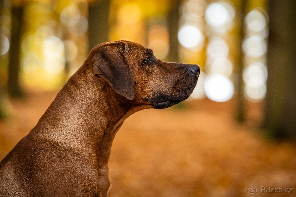 Rhodézský ridgeback s PP -krytí - 7