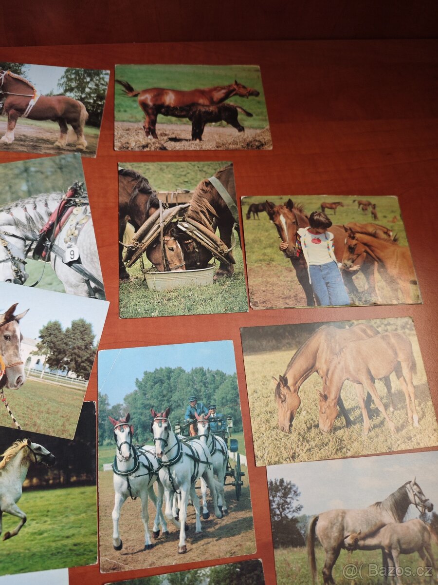 Pohlednice koní, 62ks - 7
