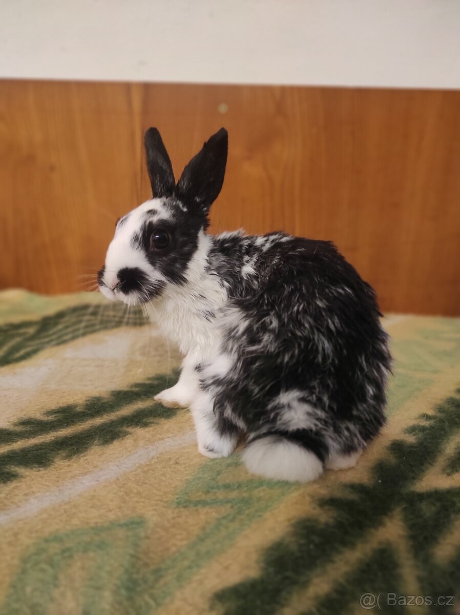 Králík zakrslý - 7