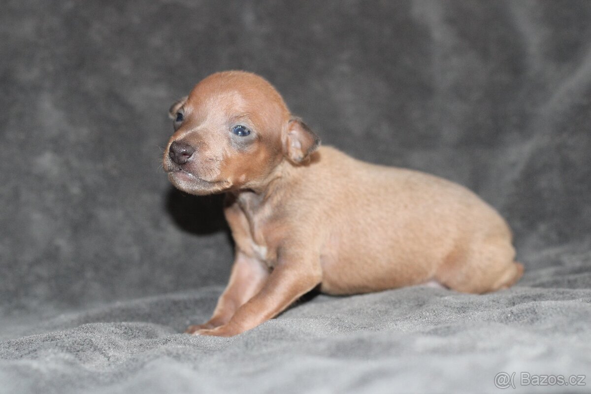 Italský chrtik s PP pejsci - 7