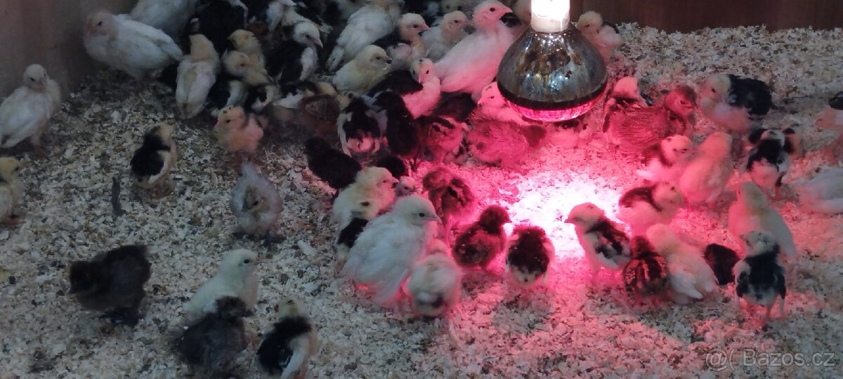 Křepelka slepice - 7