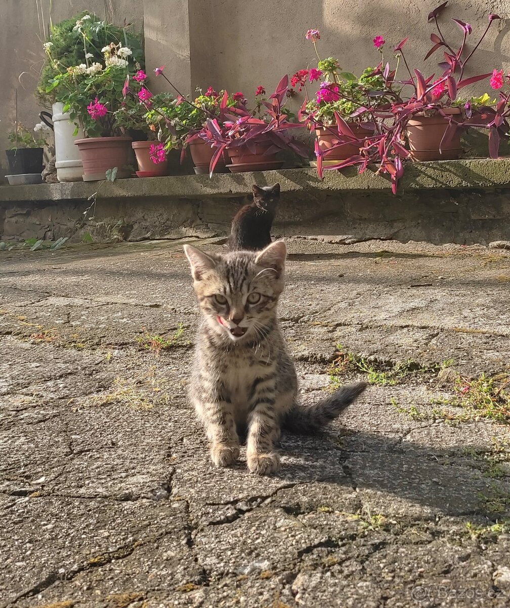 Koťata hledají nový domov 🐾 - 7