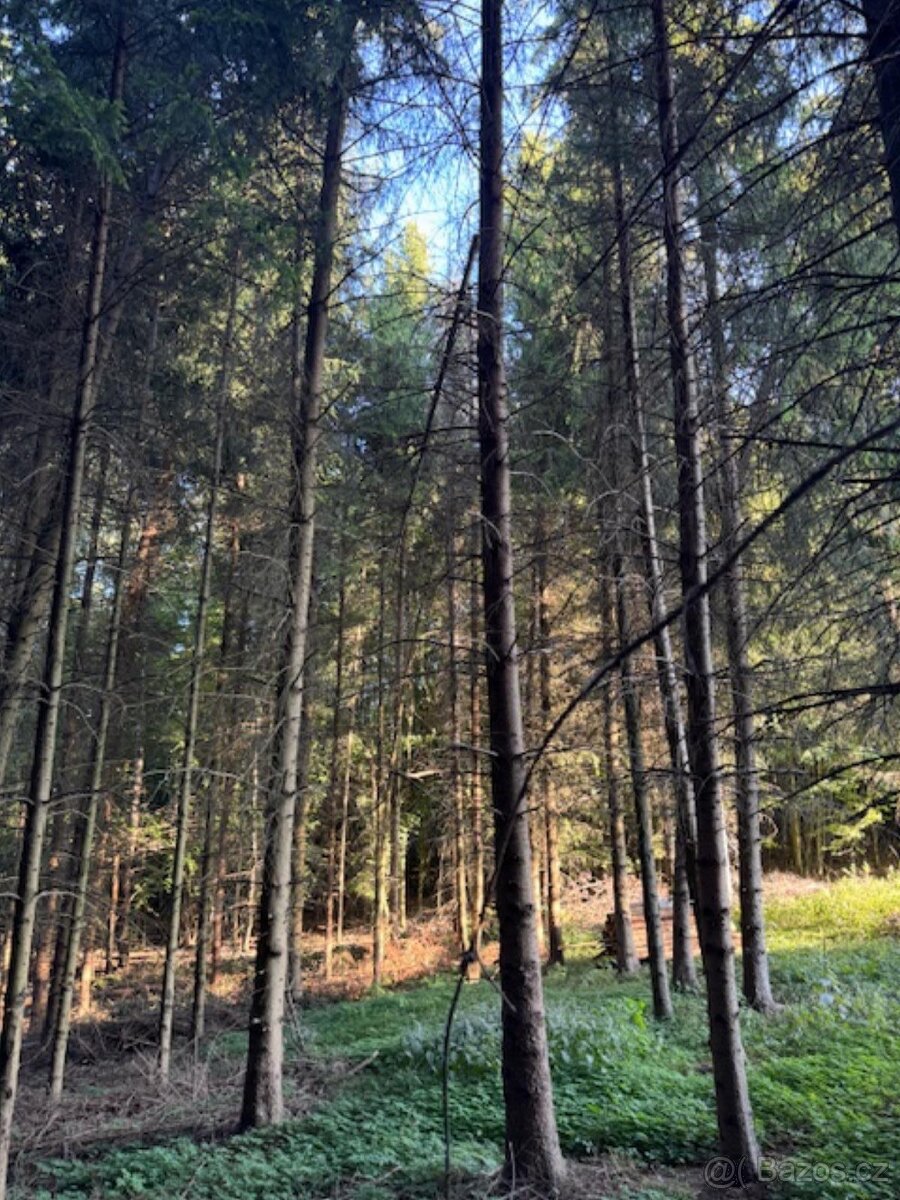 Prodám lesní pozemky v k.ú. Lužná u Vsetína - 7