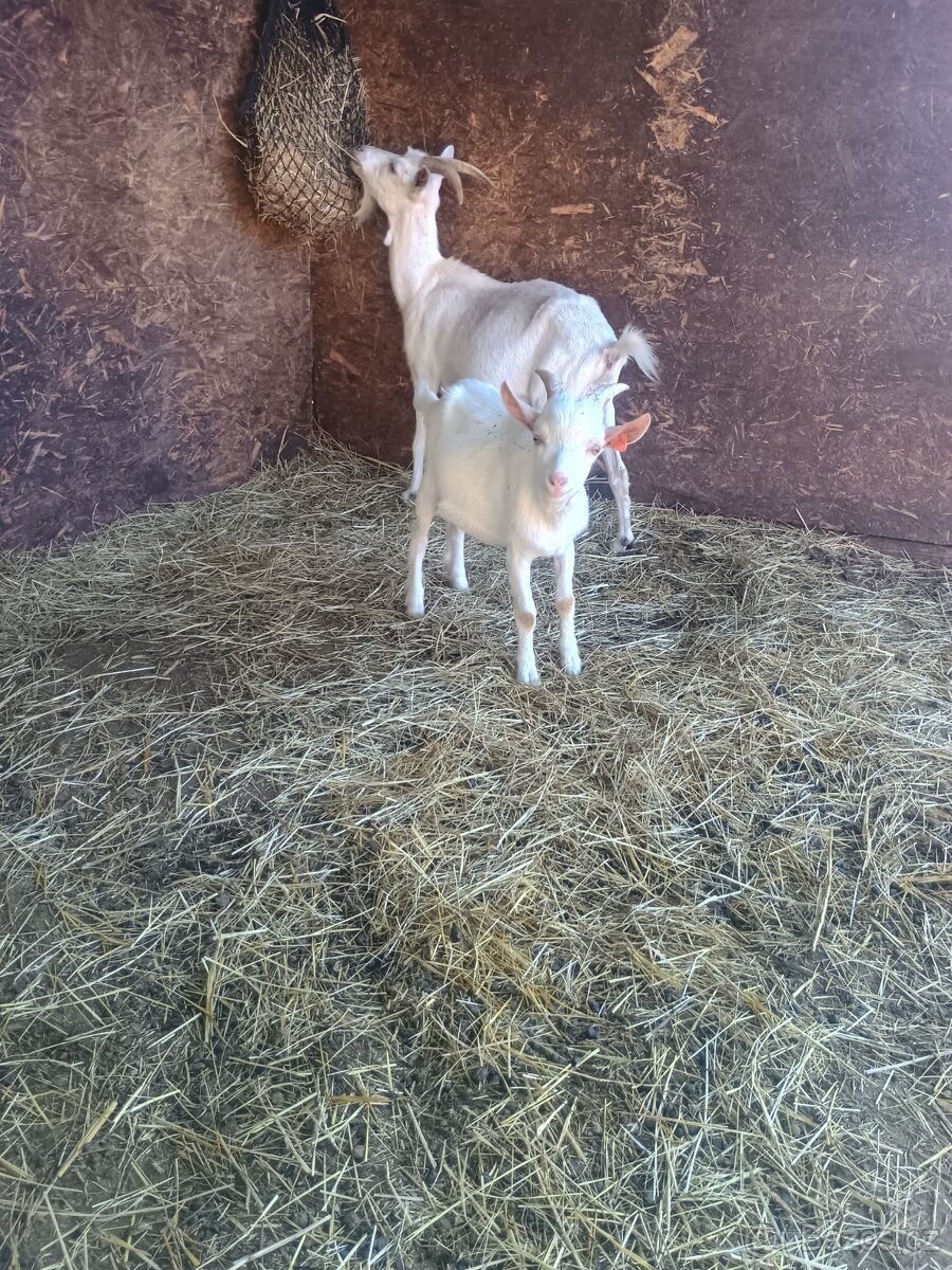 Letošní kůzlata - 7