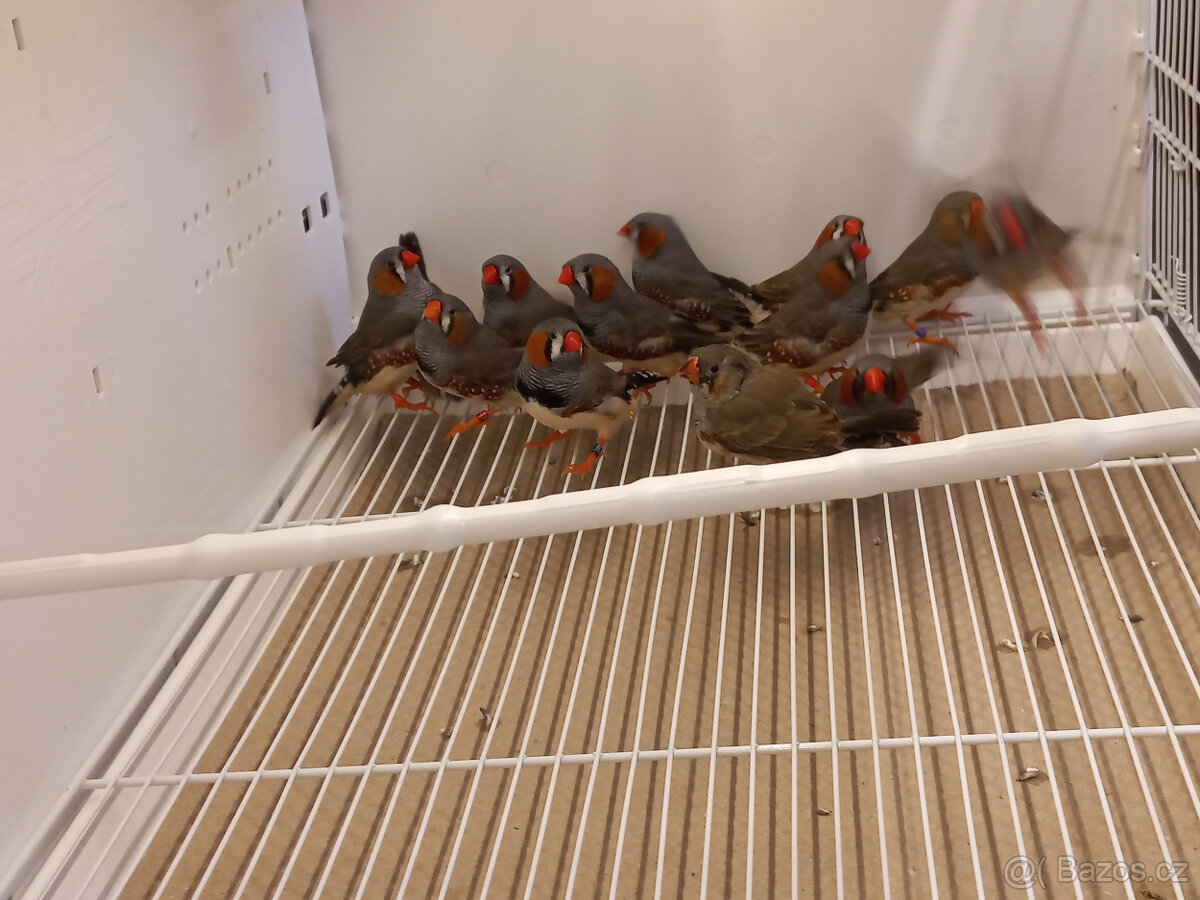 zebřička pestrá - 7