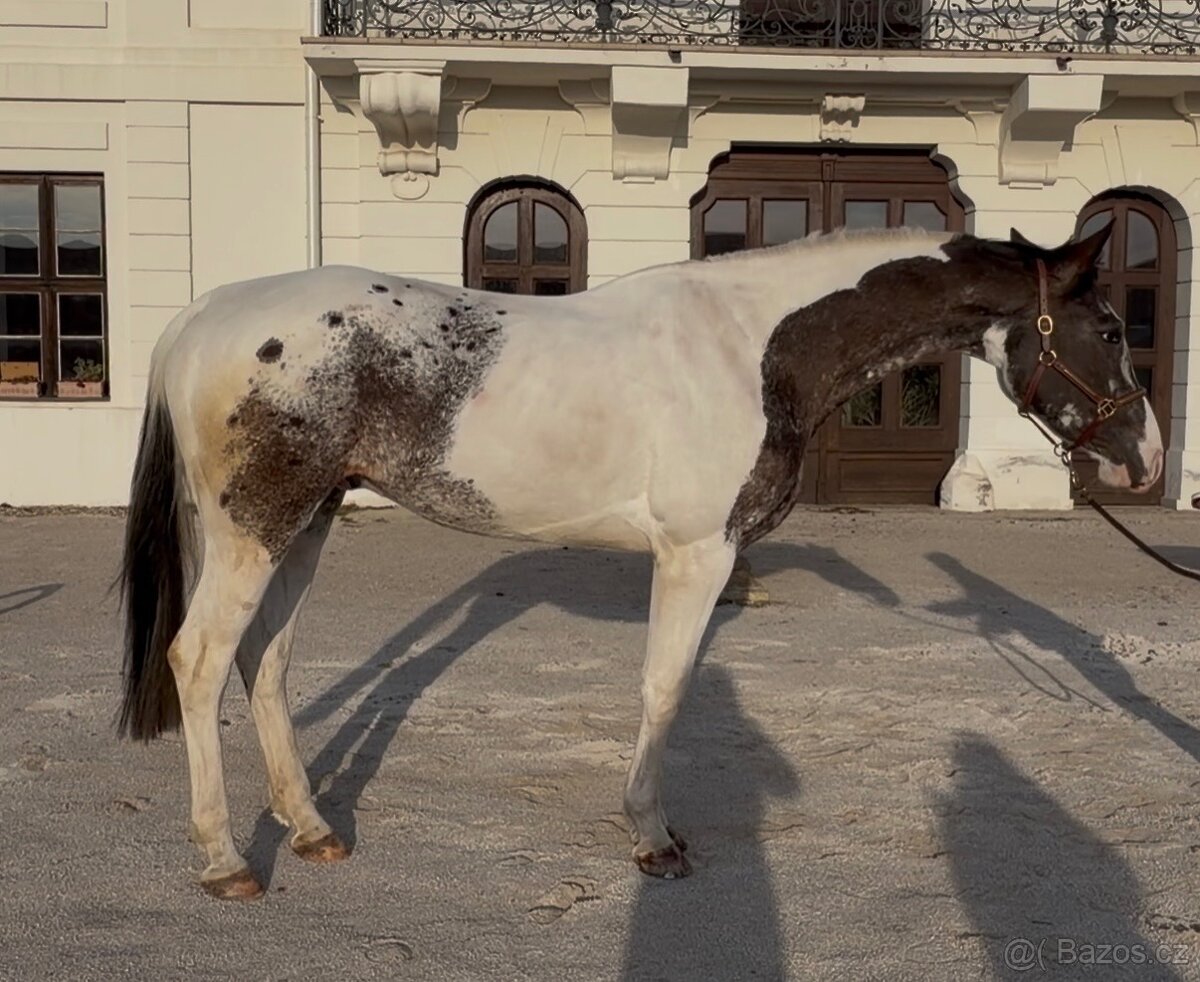 Valach atraktívnej farby - 7