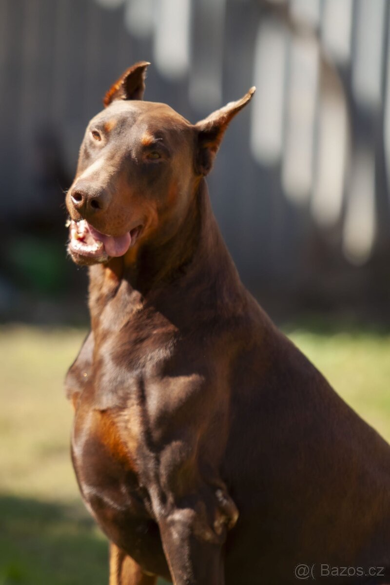 Dobrman - 7