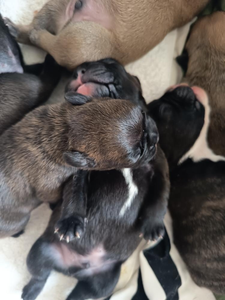 Francouzský buldoček štěňata - 7