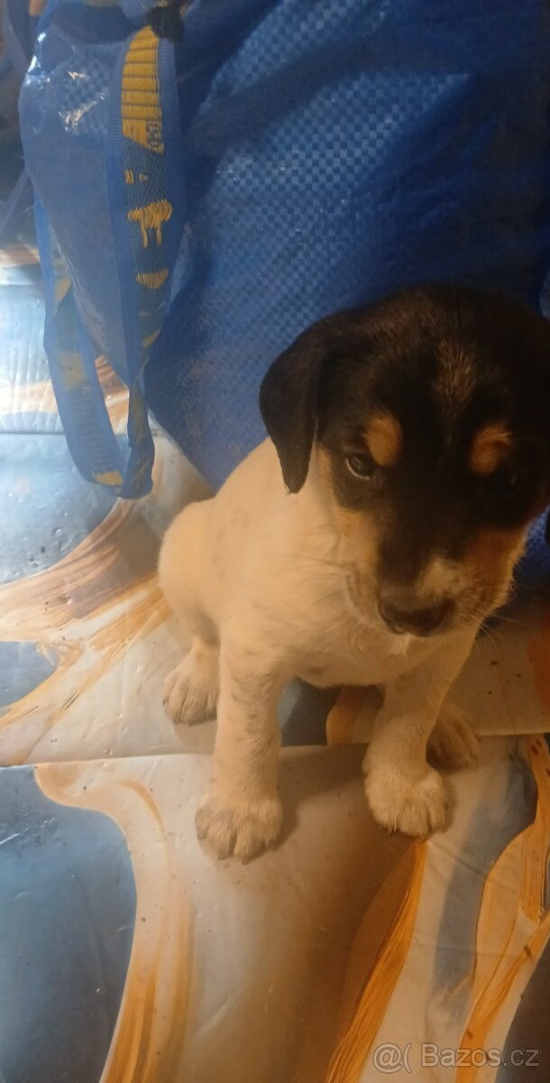 Štěňata - 7