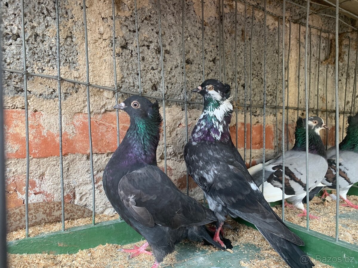 Srbsky vysokoletec - 7