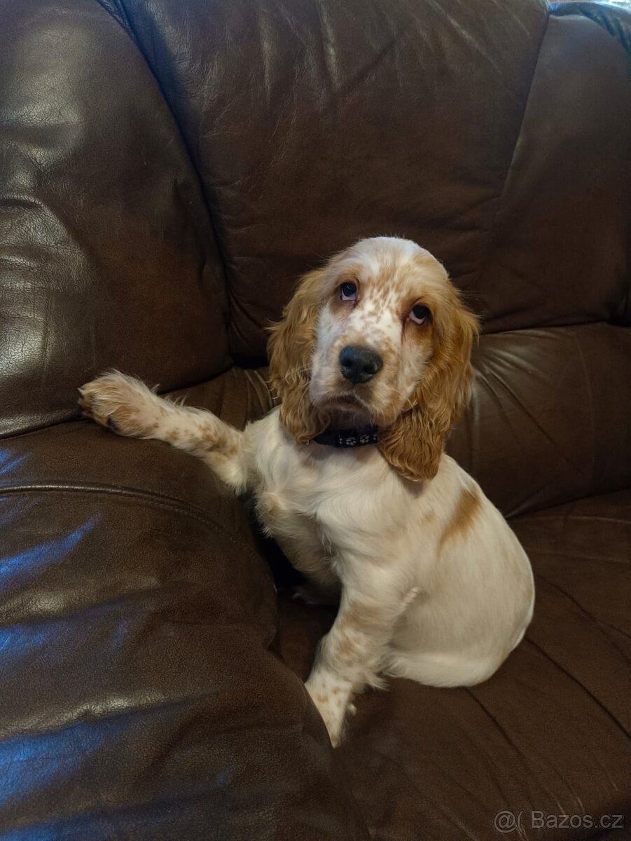 Anglický kokršpaněl barevný kluci - 7