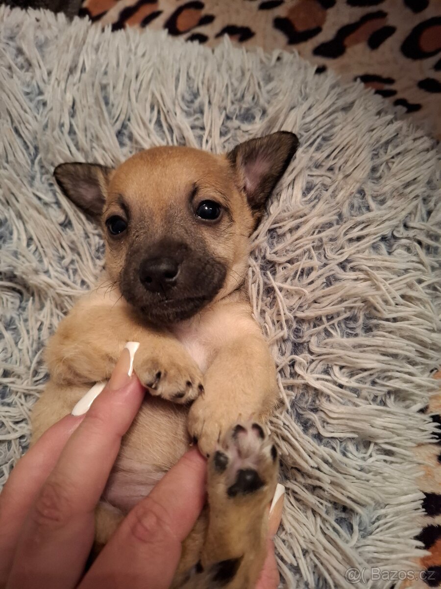 Čivava X Pražský Krysařík - 7