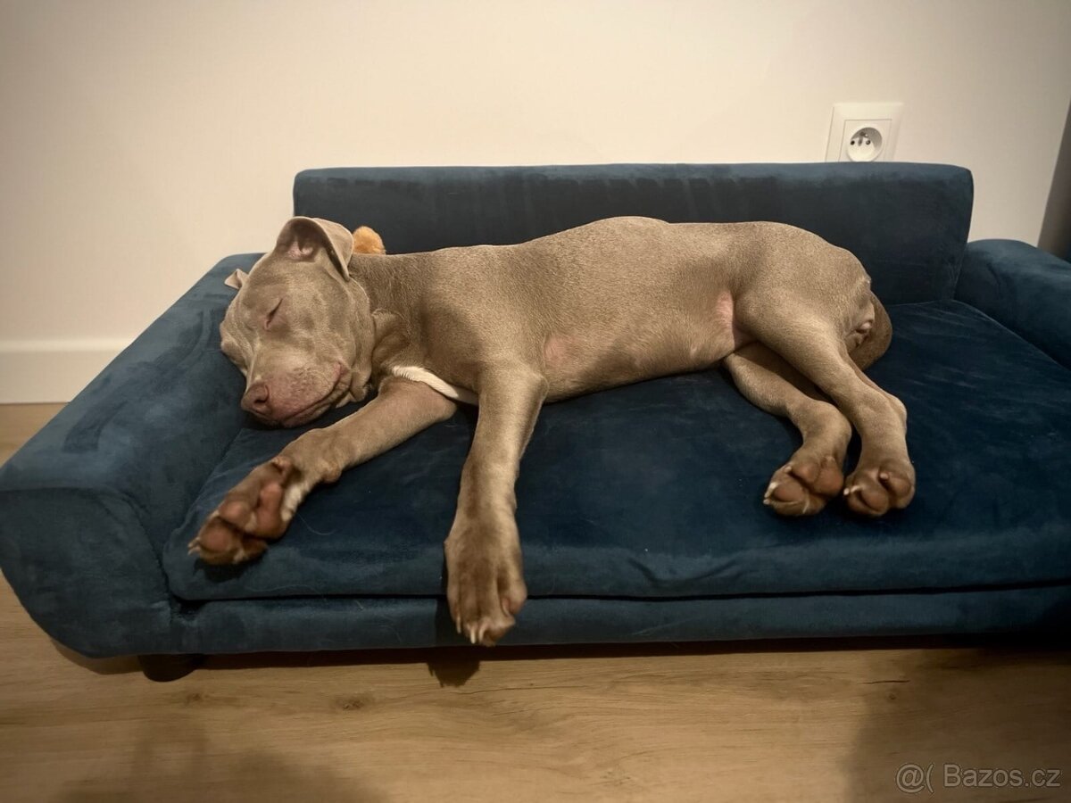 Americký pitbulterier s PP silverfawn rarita - 7