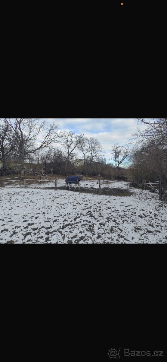 Ustájení pro koně na Praze 6 - 7