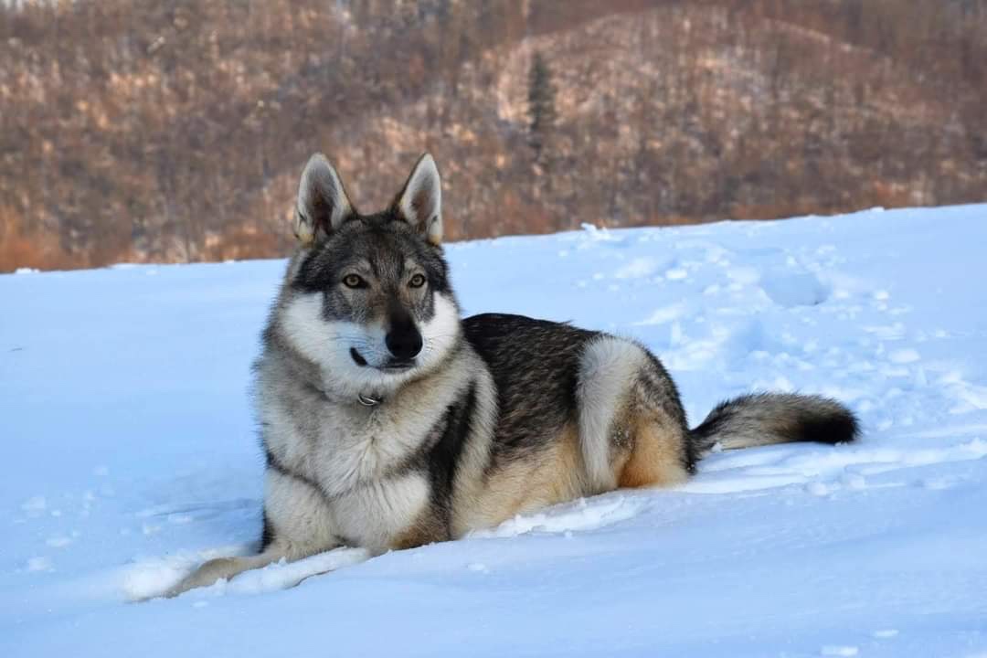 Československý vlčák s PP - 7