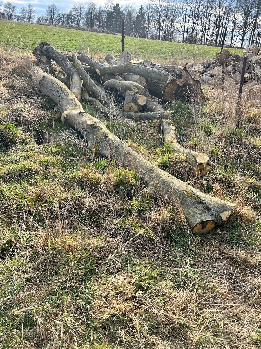 Ořech (ořešák) kmen - 7