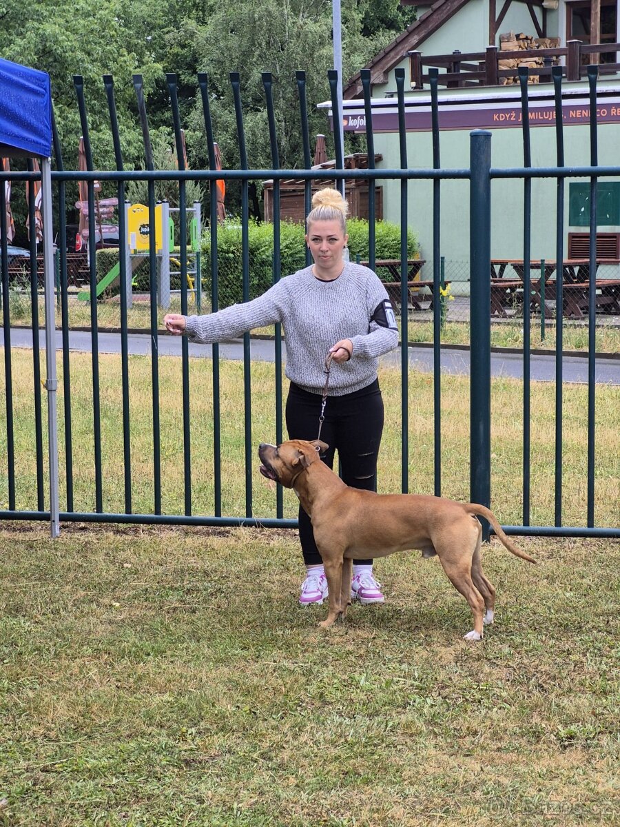 Americký stafordšírský teriér ke krytí - 7