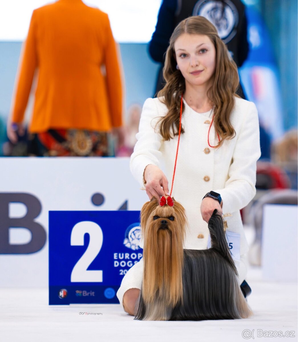 Jorkšírsky teriér s PP FCI, fenečka - 7