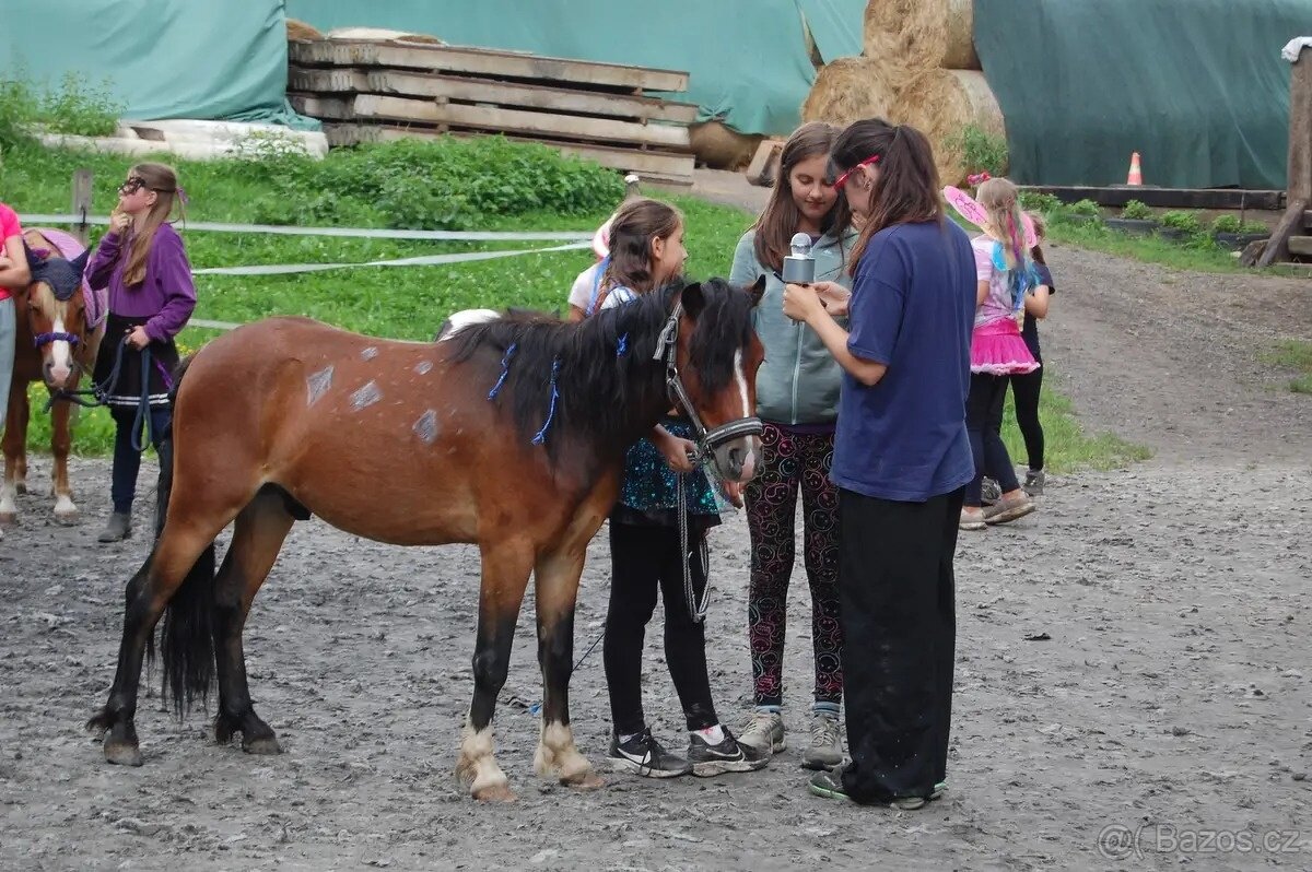 Pony valach wpbr - 7