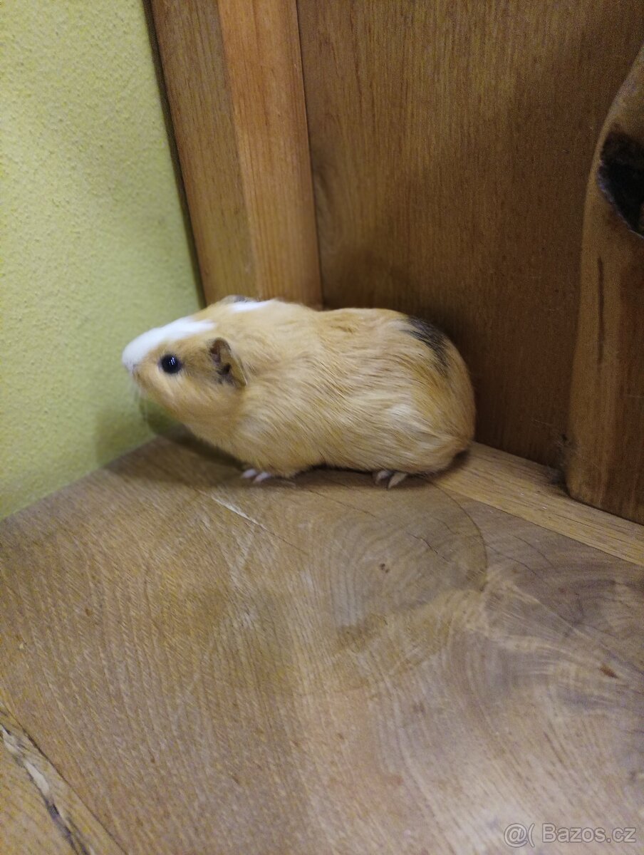 Morčata, morče- samečci - 7