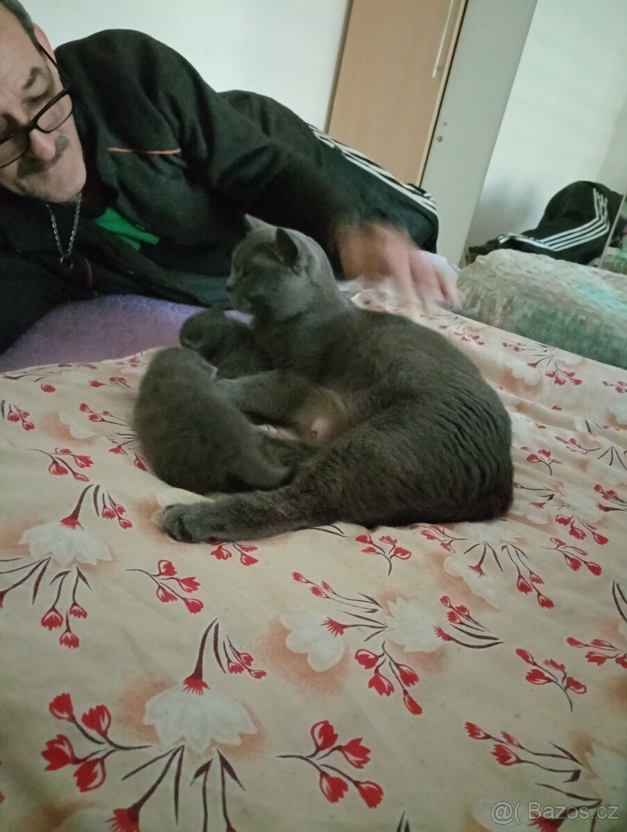 Britská krátkosrstá koťátka - 7