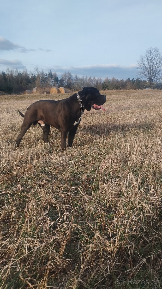 Cane Corso - 7