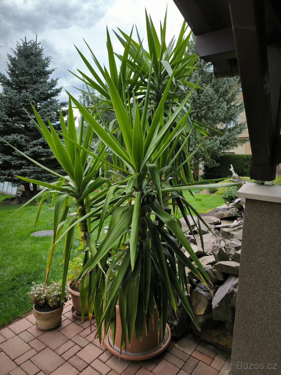 Juka pokojová, stáří 26 let, původ Kanárské ostrovy - 7