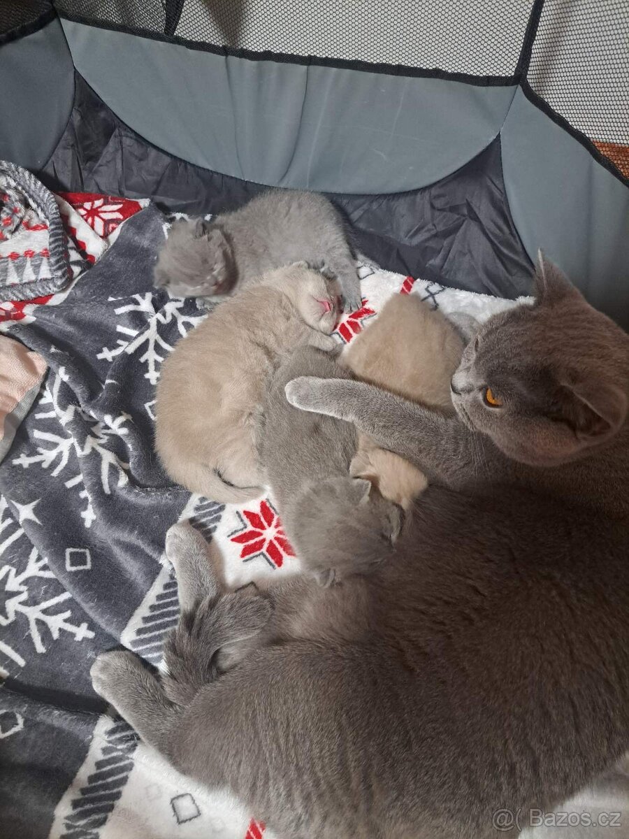 Krytí britský kocour - 7