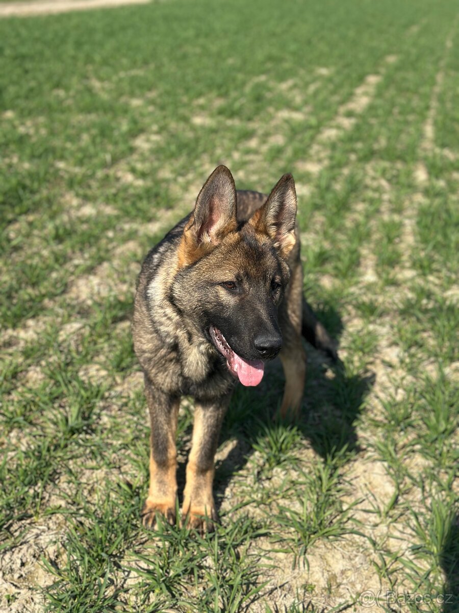 Německý ovčák - 7