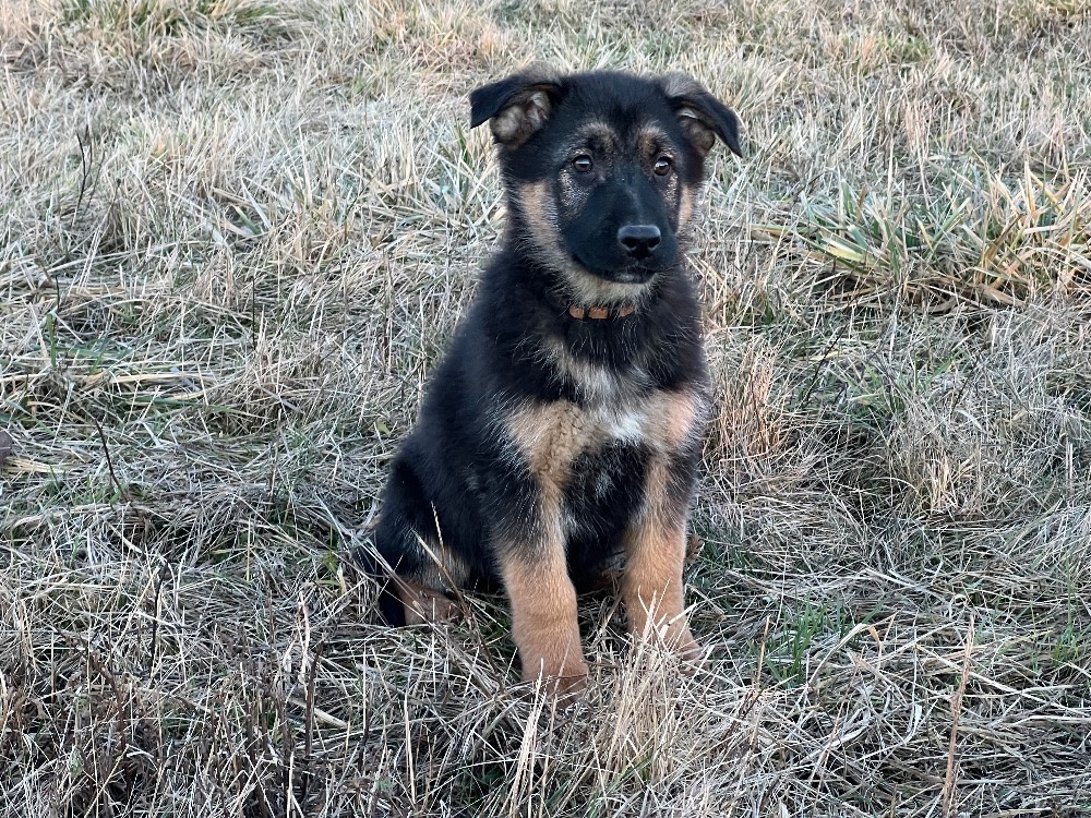 Německý ovčák-štěňata - 7