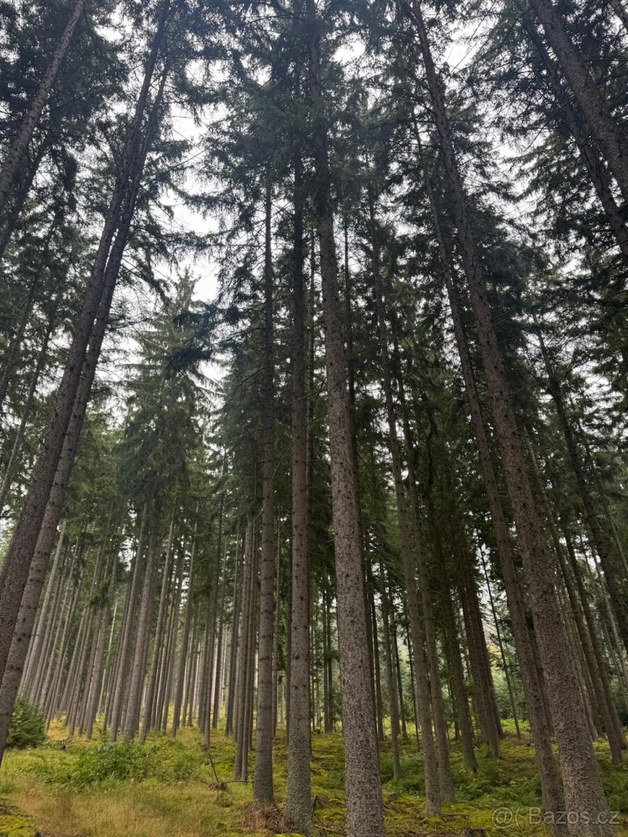 Prodám lesní pozemky v k.ú. Nicov - 7