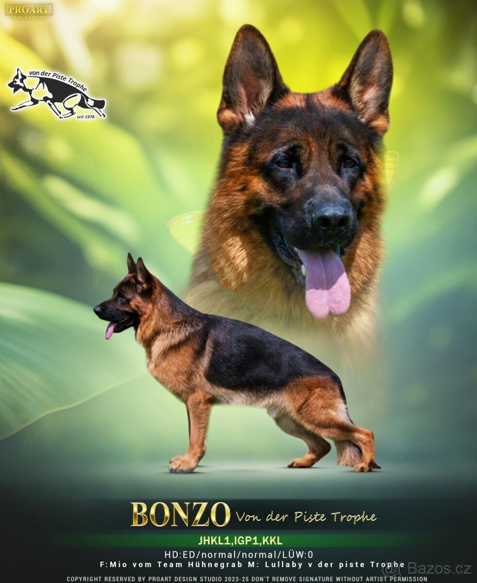 Německý ovčák - 7