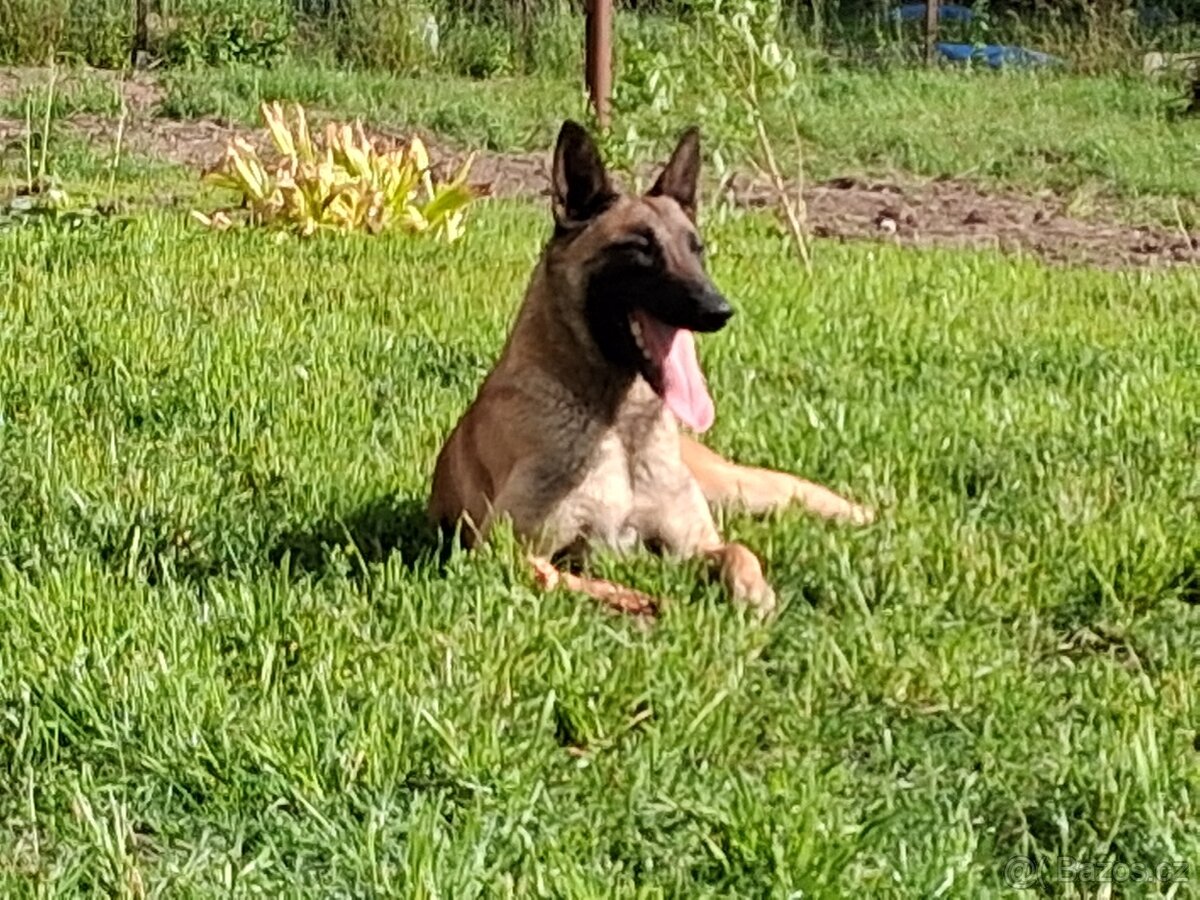 Štěňata Belgický ovčák malinois s PP - 7