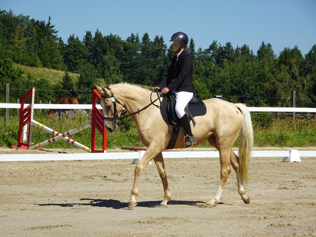 Prodám 3-letou klisnu Kůň Kinský, - 7