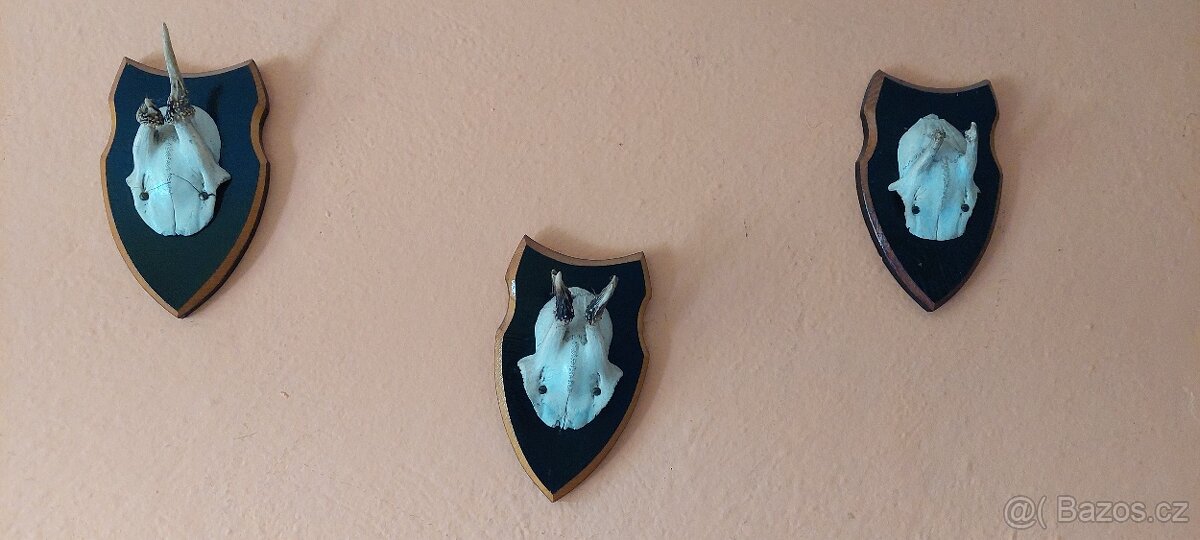 Parohy a paroží, bažant - 7