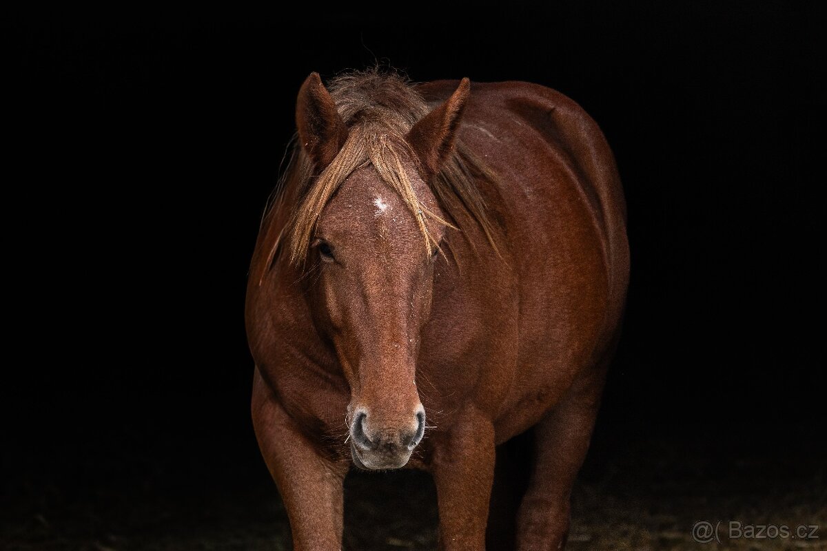 Dvě klisny slezskeho norika - 7