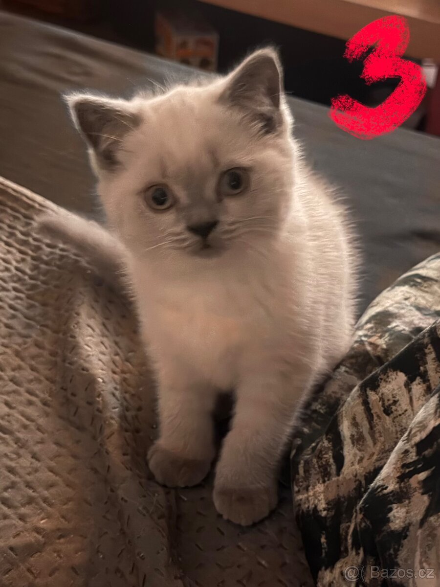 Britská koťata - 7