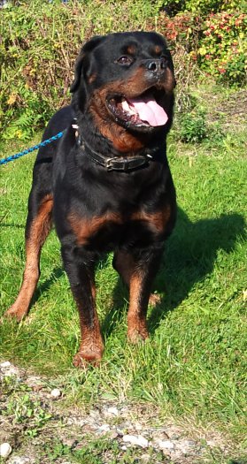 Rottweiler, rotvajler, RTW s PP - 7