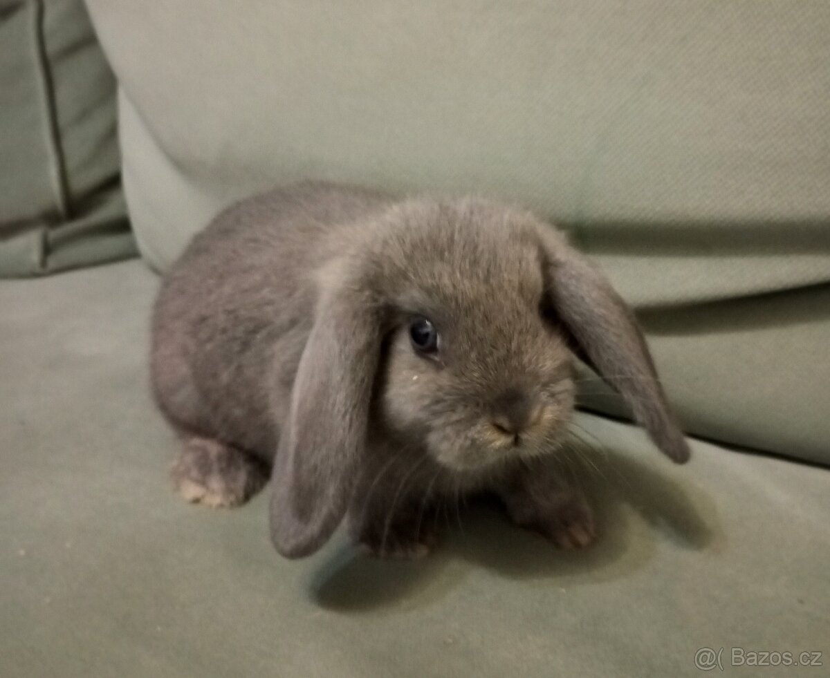 Zakrslý beránek králíček - 7