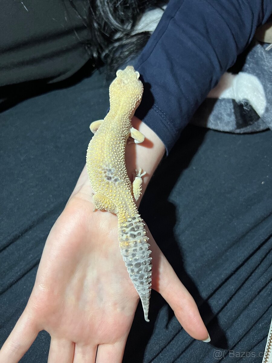 Prodám Gekončík Noční - 7