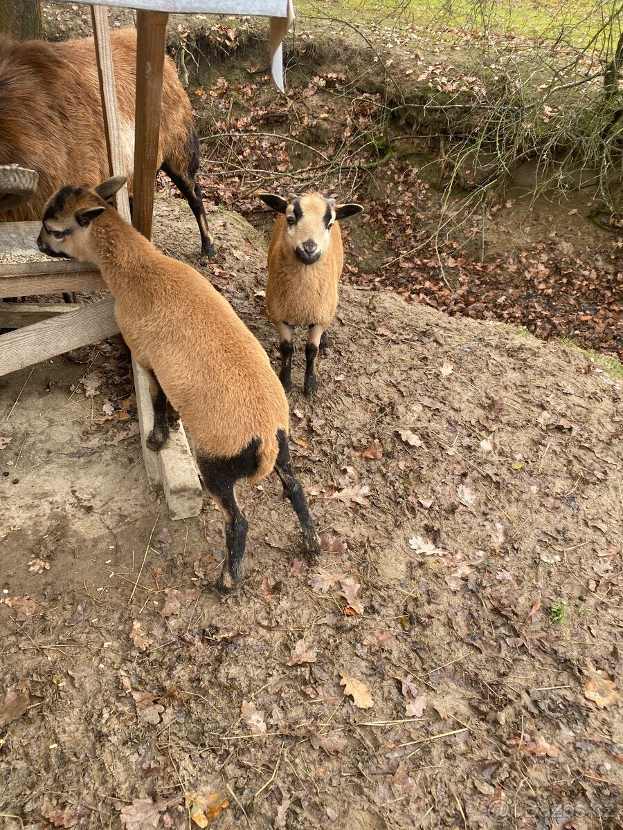 Ovce kamerunská - 7