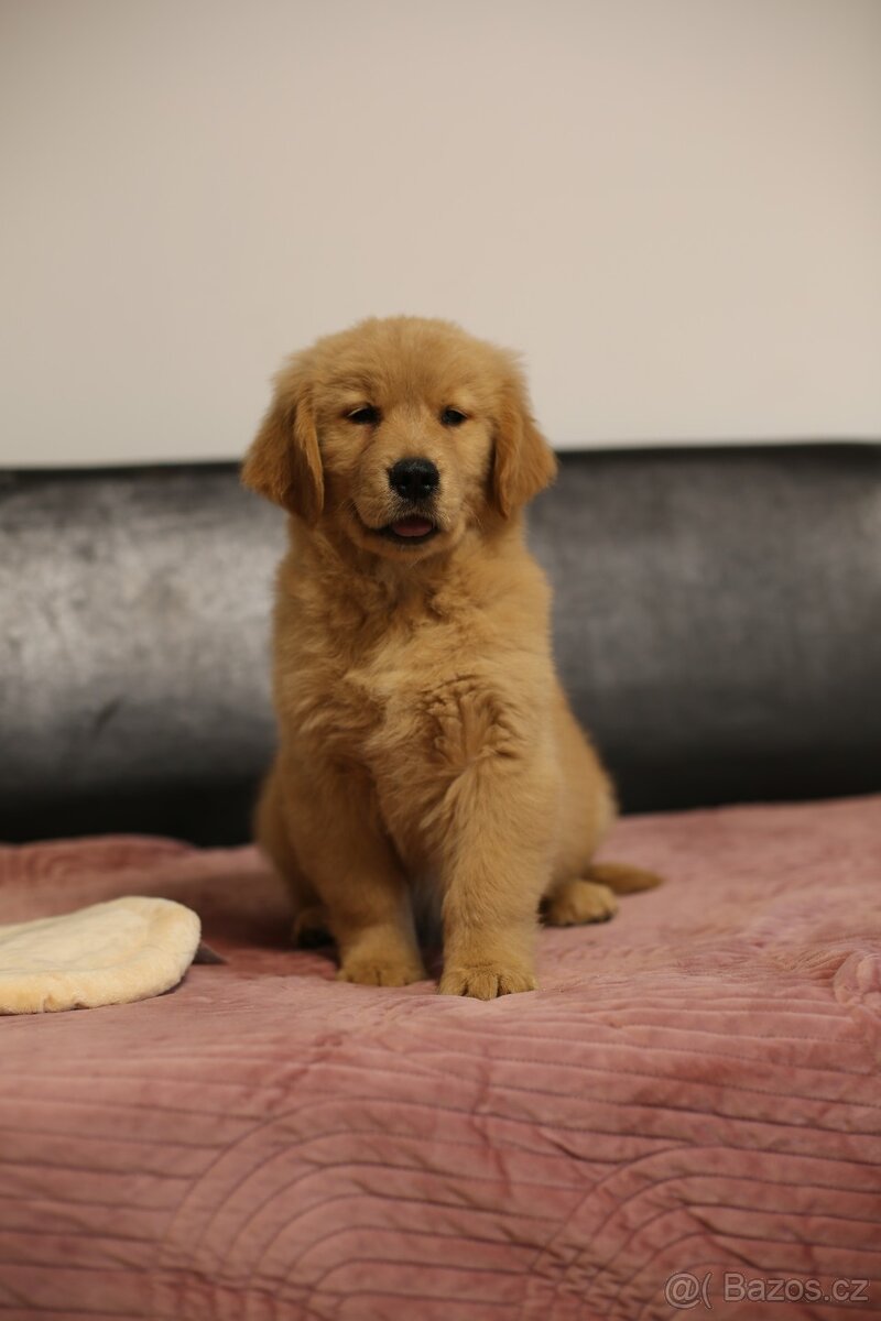GOLDEN RETRIEVER- ZKwP/FCI, american type,zlatý retrívr - 7