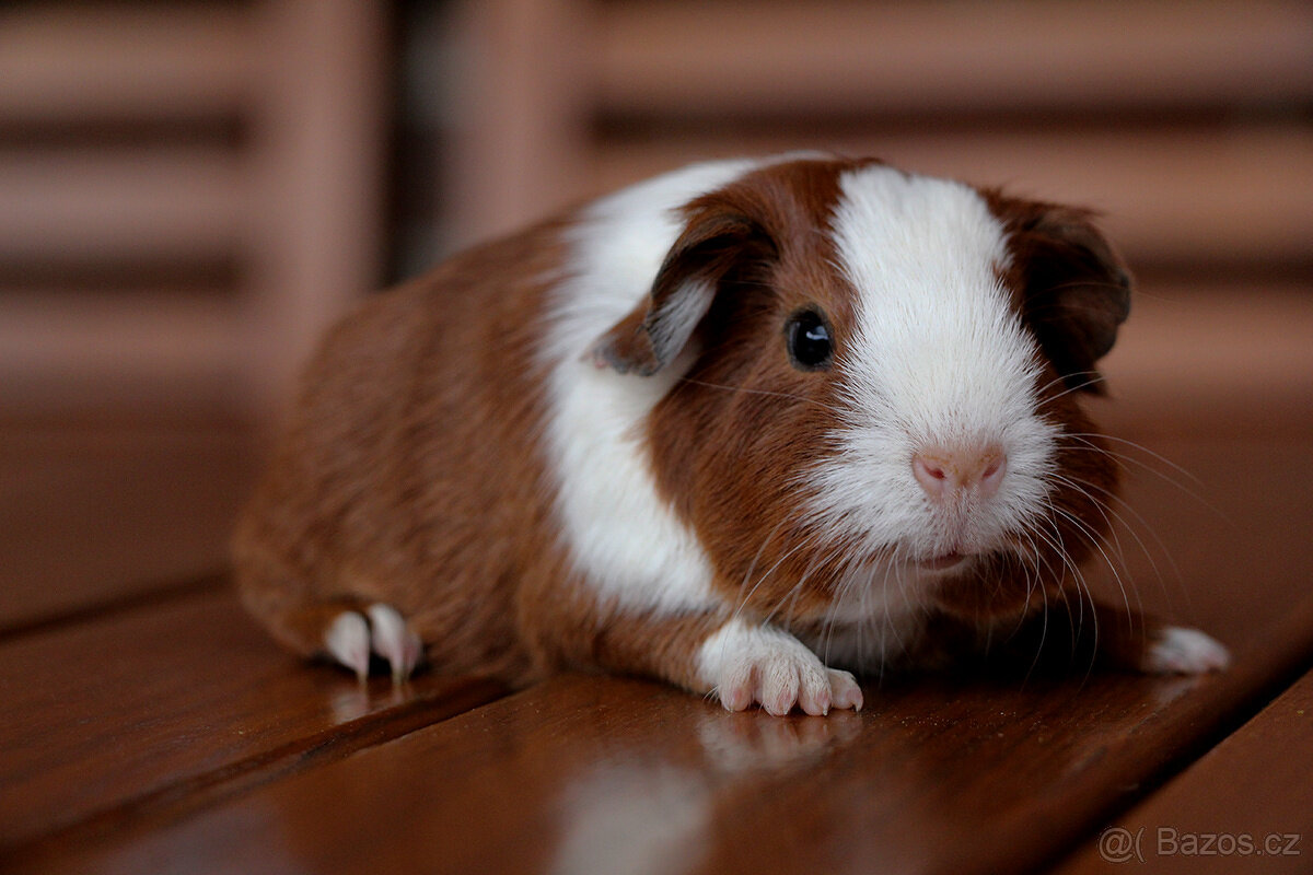 Morče, morčata, morčátko s PP - krátkosrstá - 7