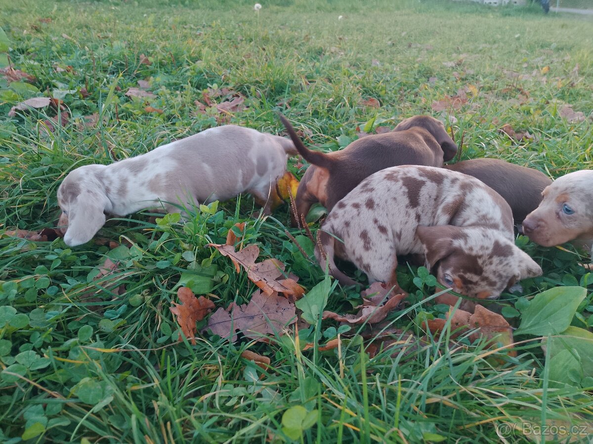 Trpasličí hladkosrstý jezevčík - 7