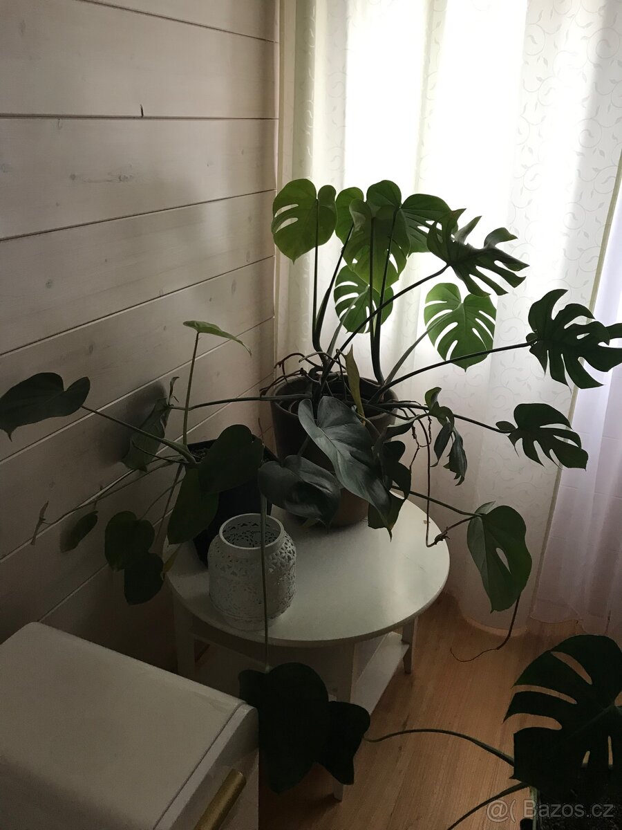 Aloe vera a jiné květiny - 7